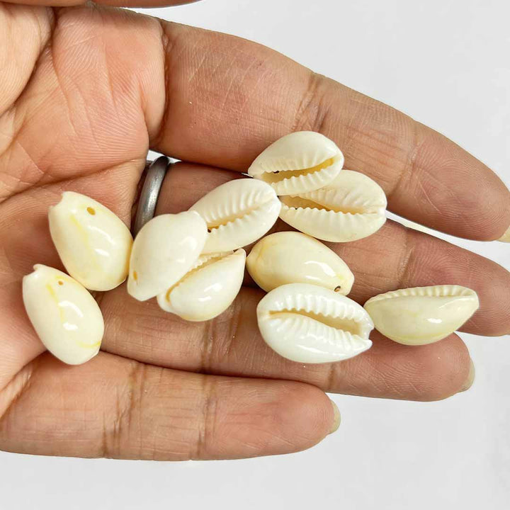 White Cowry Shells Pack Of 25