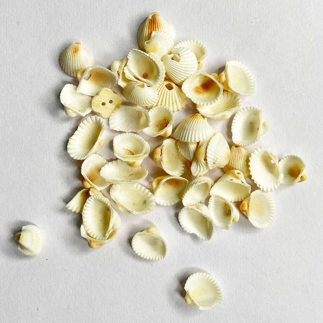 White Sea Shells Pack Of 50