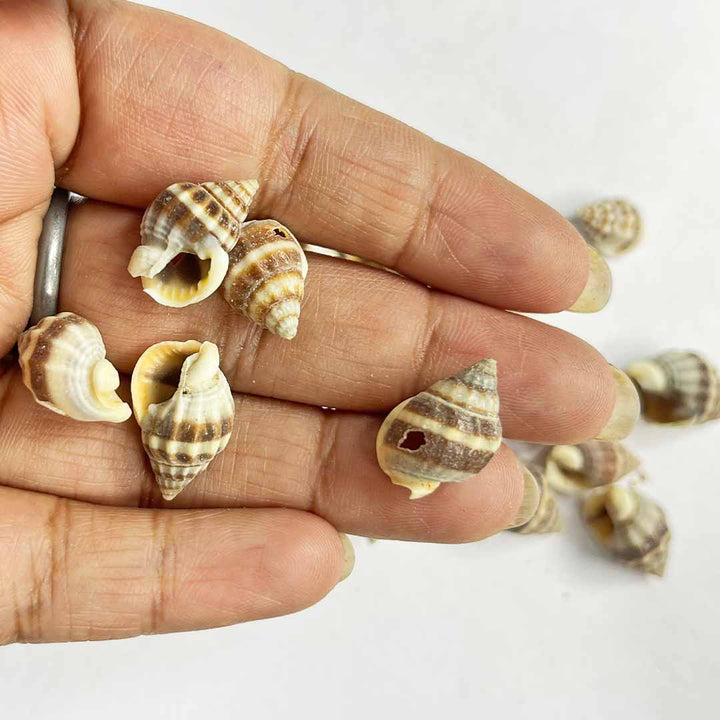 Ribbed Cantharus Sea Shells Pack Of 25